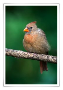 Northern Cardinal