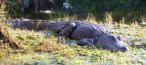 ...Florida Alligator....
