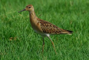 Ruff young Female