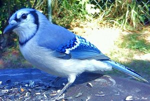 Blue Jay