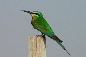 Blue-cheeked  Bee-eater