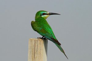 Blue-cheeked  Bee-eater