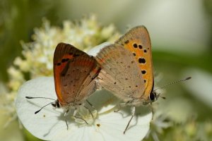 small coppers
