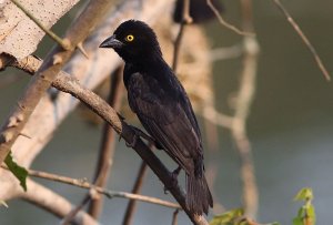 Viellots Black Weaver, male