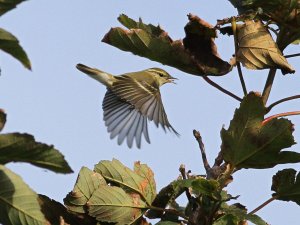 Yellow-browed Warbler