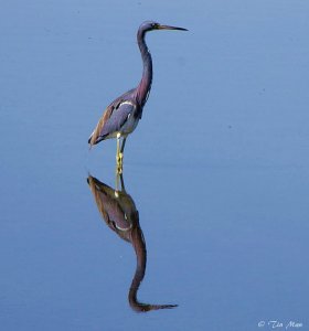 ......Tricolor Heron..........