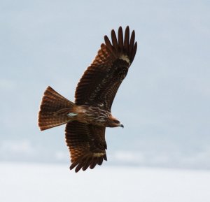 Black Kite