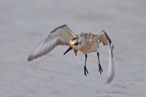 I <3 Sanderlings (1.)