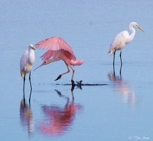 ....... 2 Snowy Egret ........ 1 Roseate Spoonbill ......