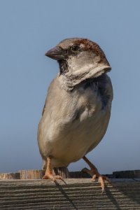Posing sparrow