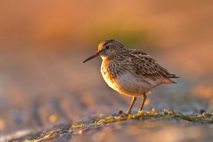 Pectoral Sandpiper