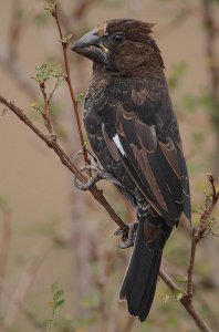 Grosbeak Weaver