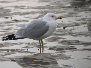 Ring-billed Gull - adult
