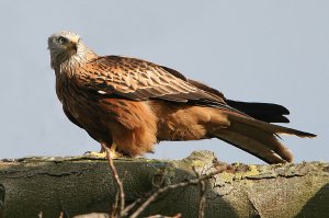 Red Kite