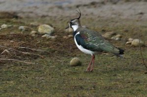 Lapwing