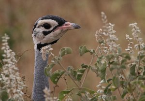 White-bellied Bustard male