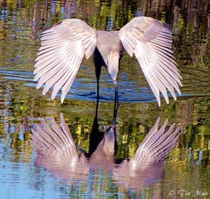 ........... Reddish Egret Fishing ..............