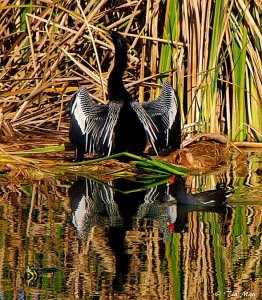 ..Daily life in the swamp..