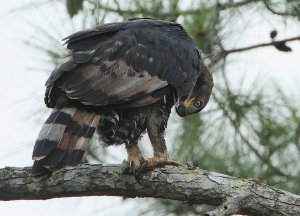 African Crowned Eagle