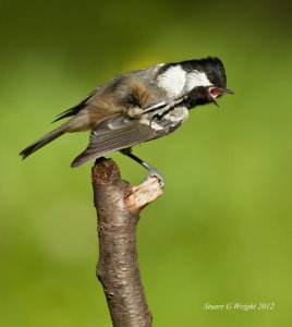 Coal Tit having a scratch