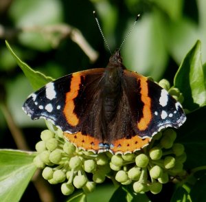 red admiral goes to the ivy