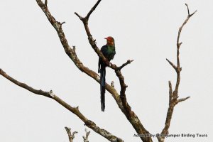 White-headed Woodhoopoe