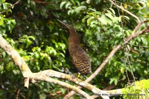 White-crested Tiger Heron