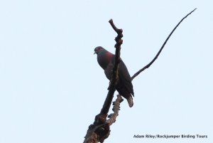 Western Bronze-naped Pigeon