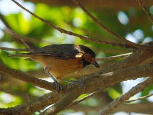 Varied Tit