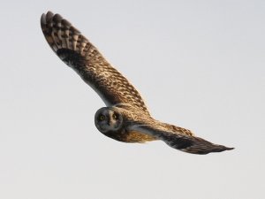 Short-eared Owl