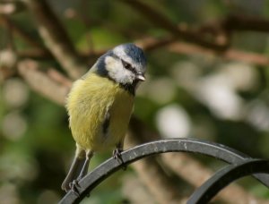 Blue tit