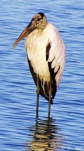 ...... Endangered Wood Stork ..........