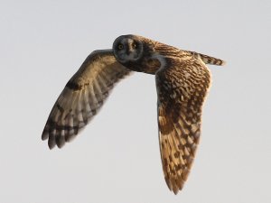 Short-eared Owl