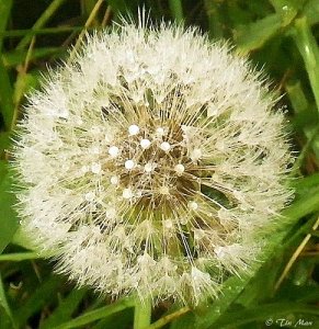 ............ White Puff Ball............