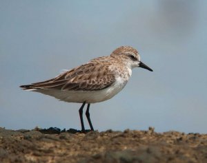 Red-necked Stint