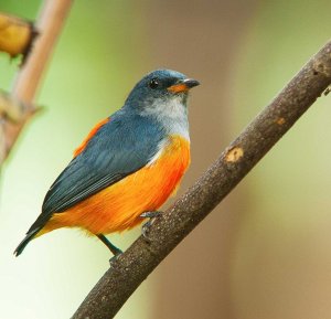 Orange-bellied Flowerpecker