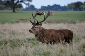 Red Deer Stag........................