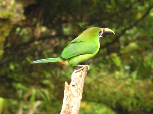 Emerald Toucanet (Blue-throated Toucanet)