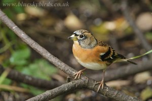 brambling