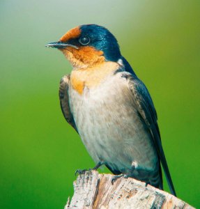 Pacific Swallow