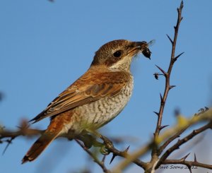 Red backed shrike