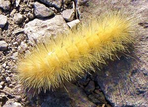 ....Yellow Woolly Bear Caterpillar.........