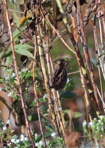 Sharp-tailed Sparrow