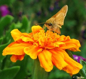 .......... Tasting the sweet nectar........