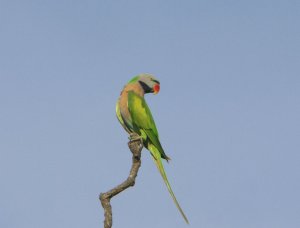 Red-breasted Parakeet