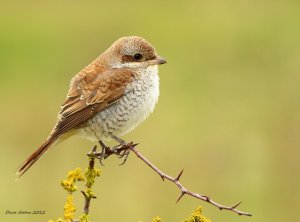 Red backed shrike