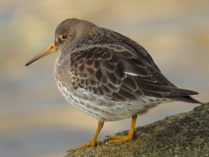 Purple Sandpiper