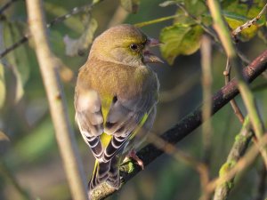 Greenfinch