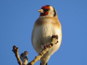 Goldfinch