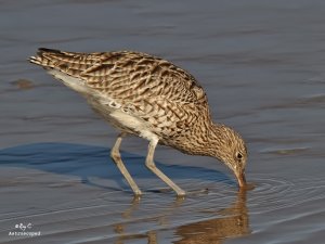 Curlew - astroscoped